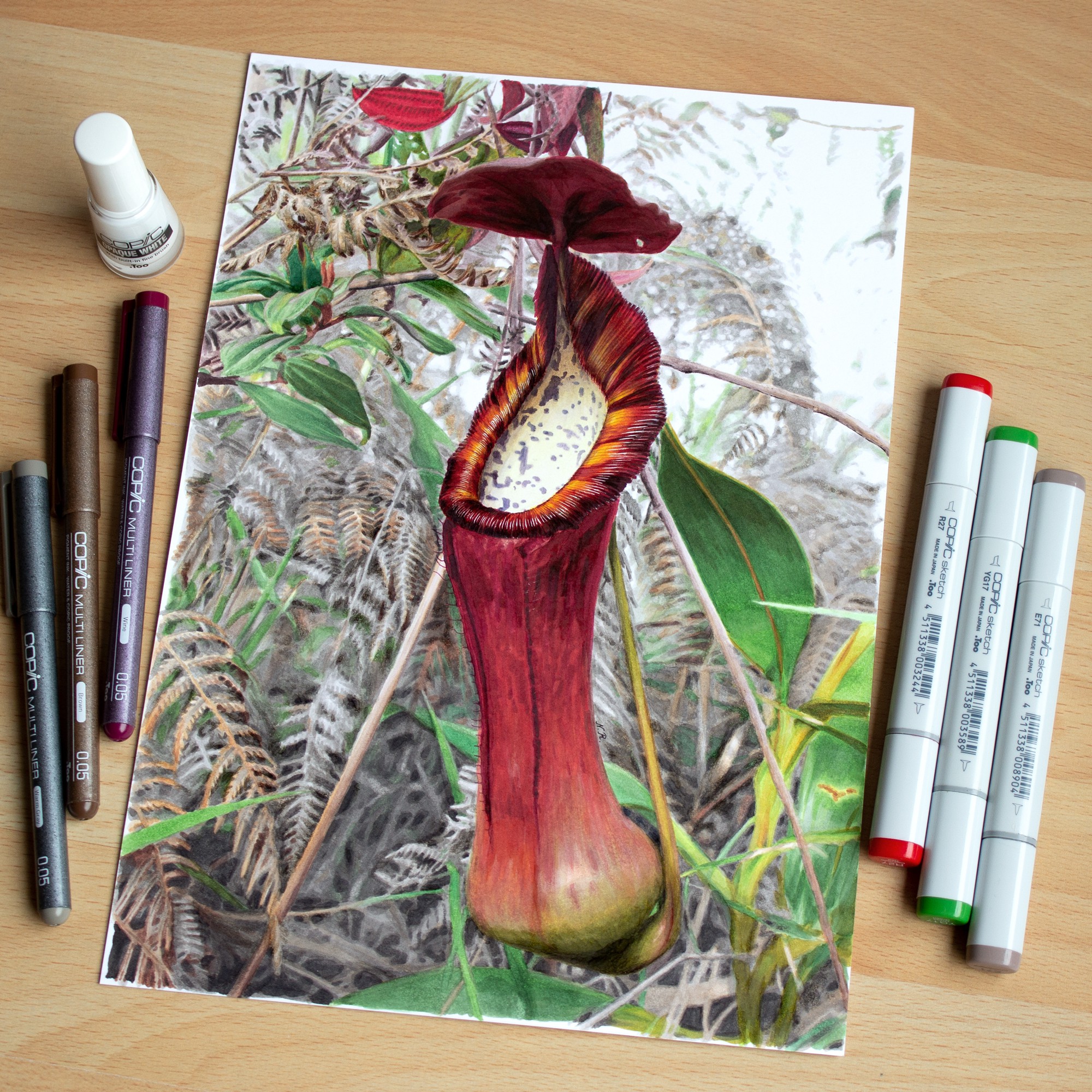 pitcher plant drawing